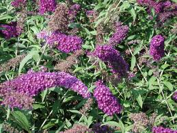Butterfly Bush/Purple 1G [Buddleia Davidii 'Lavender']
